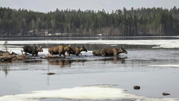 The Great Moose Migration TV Phenomenon Inspires Swedish and Global Viewers
