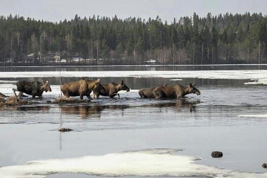 The Great Moose Migration TV Phenomenon Inspires Swedish and Global Viewers