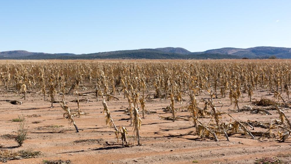 Severe Drought Crisis in Africa Deepens, Threatening Widespread Hunger and Food Shortages