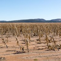 Severe Drought Crisis in Africa Deepens, Threatening Widespread Hunger and Food Shortages