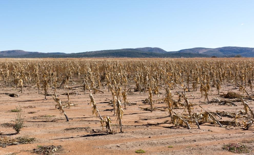 Severe Drought Crisis in Africa Deepens, Threatening Widespread Hunger and Food Shortages