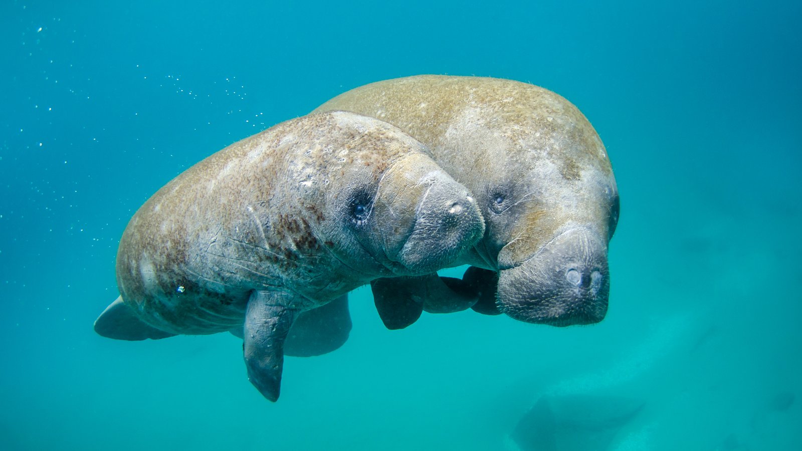 Federal Judge Orders Florida to Act on Pollution Crisis Behind Manatee Deaths