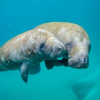 Federal Judge Orders Florida to Act on Pollution Crisis Behind Manatee Deaths