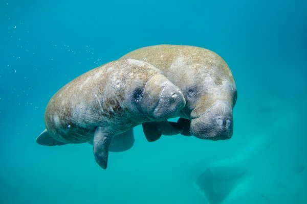 Federal Judge Orders Florida to Act on Pollution Crisis Behind Manatee Deaths