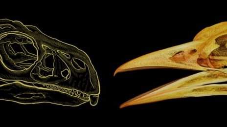 Secret Mathematical Rule Discovered to Shape Bird Beaks for 200 Million Years
