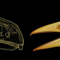 Secret Mathematical Rule Discovered to Shape Bird Beaks for 200 Million Years