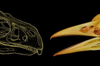 Secret Mathematical Rule Discovered to Shape Bird Beaks for 200 Million Years