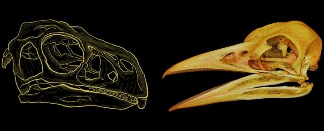 Secret Mathematical Rule Discovered to Shape Bird Beaks for 200 Million Years